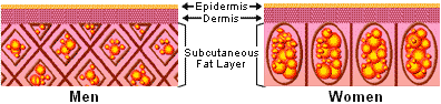 Normal Structural fat that fills the gaps between organs. This is essential fat that we can not afford to lose.