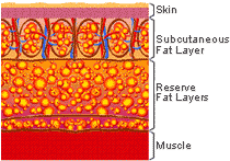 Normal fat reserves from which the body can freely draw for energy. This should be left in reserve and not dieted away.